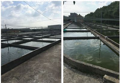 广东龙鱼养殖基地在哪里有卖：广东大型龙鱼养殖基地在哪里 龙鱼百科 第3张