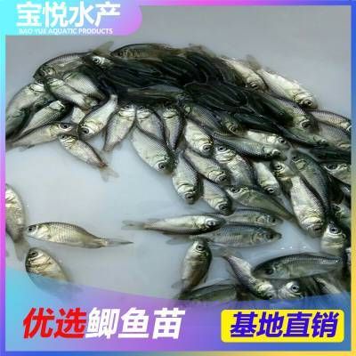 广东最大的龙鱼批发市场是哪里的：广东最大的龙鱼批发市场 龙鱼百科 第1张