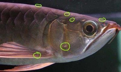 龙鱼疯狂撞缸体内寄生虫怎么办：龙鱼体内寄生虫龙鱼体内寄生虫龙鱼撞缸怎么处理