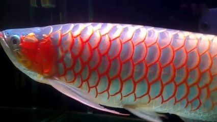 金龙鱼尾巴是红色的吗能吃吗：金龙鱼的尾巴可以吃吗金龙鱼可以吃吗