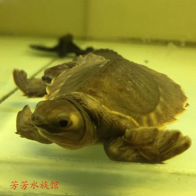 龙鱼跟猪鼻龟可以混养吗：龙鱼与猪鼻龟可以混养吗？ 龙鱼百科 第2张