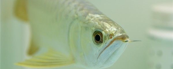 龙鱼的眼睛上起了一层白膜是什么：龙鱼眼睛上有一层白膜怎么回事龙鱼眼睛上有一层白膜怎么回事