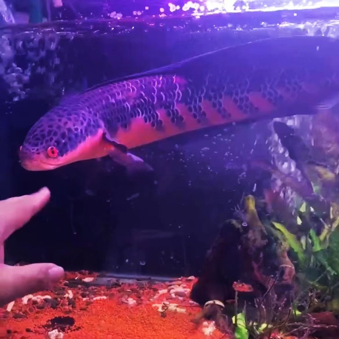 龙鱼淡水可以养吗视频：龙鱼养殖技术视频