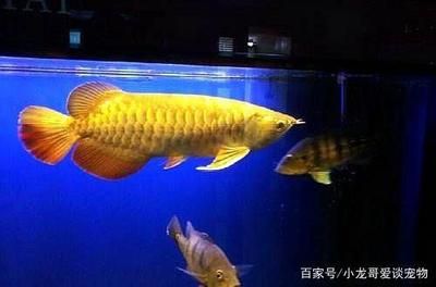金龙鱼发色过程视频：金龙鱼发色过程 龙鱼百科 第3张