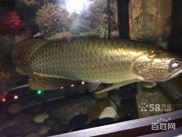 广州哪里买金龙鱼便宜点的：广州哪里买金龙鱼便宜 龙鱼百科 第3张