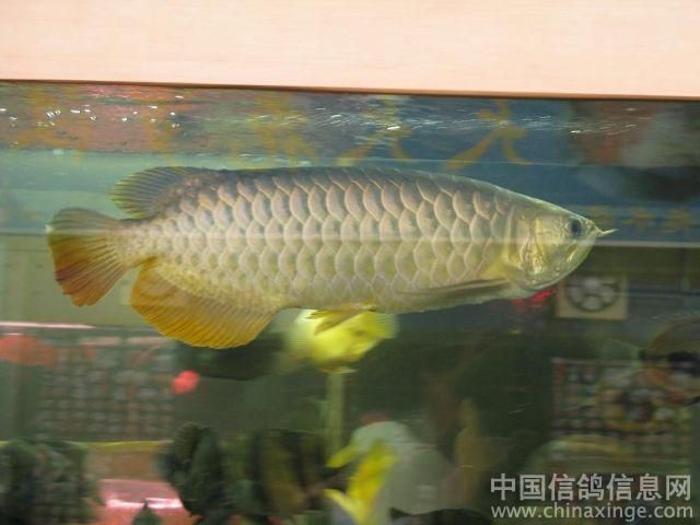 广州哪里买金龙鱼便宜点的：广州哪里买金龙鱼便宜 龙鱼百科 第2张