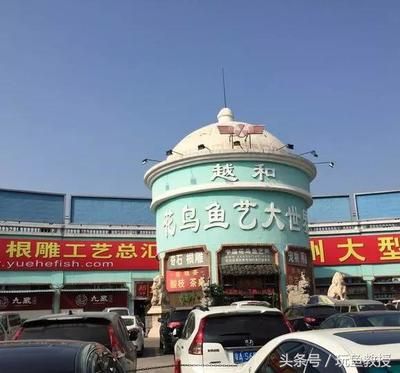 来宾龙鱼专卖店：来宾市兴宾区龙百乐鱼馆凤临路店 龙鱼百科 第2张