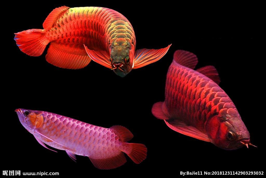 红龙鱼与金龙鱼哪个好钓一点：红龙鱼与金龙鱼的区别