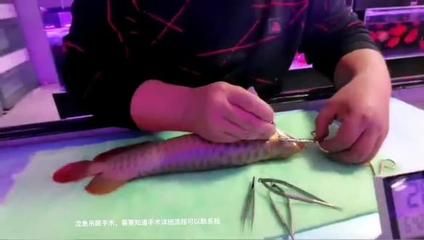 龙鱼吊眼手术：龙鱼掉眼怎么治