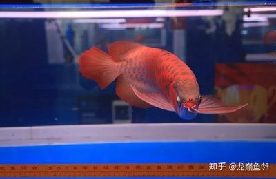 红龙鱼品牌推荐知乎：红龙鱼品牌排行榜 龙鱼百科 第3张
