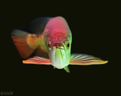红龙鱼用什么颜色的灯光最好：关于红龙鱼的饲养问题 龙鱼百科 第2张