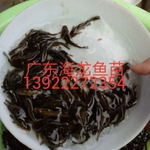 龙鱼苗价格多少：龙鱼苗价格信息：龙鱼苗的价格差异大，从几十元到数十万元不等