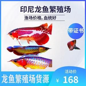 龙鱼苗价格多少：龙鱼苗价格信息：龙鱼苗的价格差异大，从几十元到数十万元不等