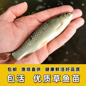 龙鱼饲料鱼夏天容易死吗 龙鱼百科 第3张