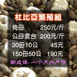 龙鱼配合饲料比例多少合适：龙鱼配合饲料的比例 龙鱼百科 第3张