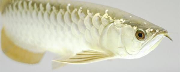 龙鱼鳞片发白腐蚀：龙鱼鳞片发白腐蚀可能是由于多种因素引起的 龙鱼百科