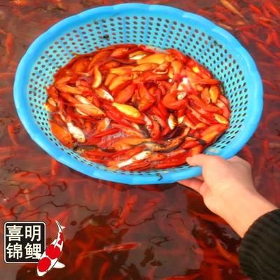 龙鱼饲料可以喂锦鲤吗视频：龙鱼饲料可以喂给锦鲤吗？ 龙鱼百科 第2张