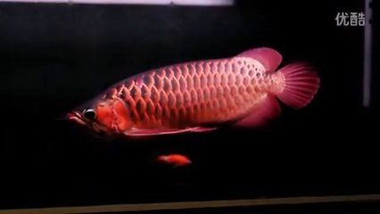 红龙鱼的视频换一个：关于红龙鱼的一些视频