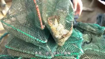 金龙鱼和虎鱼打架视频：如何避免金龙鱼和虎鱼打架