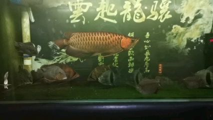 龙鱼为什么会竖起来游：龙鱼生物学特性 龙鱼百科 第3张