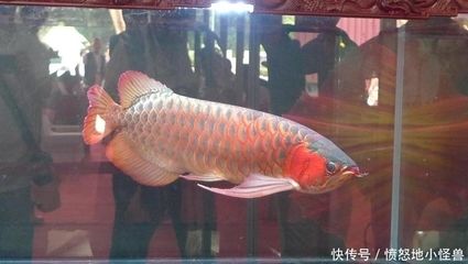 龙鱼鳃盖烂了如何治疗：关于龙鱼鳃盖烂掉的治疗方法 龙鱼百科