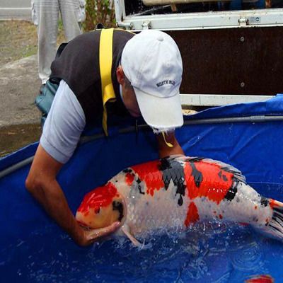 龙鱼和三间鱼打架吗会死吗：如何预防龙鱼打架？ 龙鱼百科 第3张