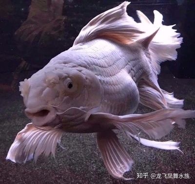 龙鱼咬蝴蝶鲤：龙鱼与蝴蝶鲤在水族箱中可能会发生打斗，通常由龙鱼发起攻击 龙鱼百科