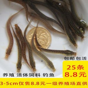 龙鱼喜欢吃啥饵料：如何驯化龙鱼吃人工饵料 龙鱼百科 第2张