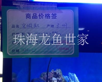 龙鱼世家网站首页：珠海龙鱼世家水族馆的地址是哪里？