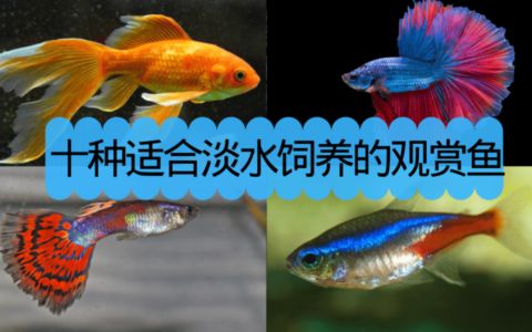 龙鱼缸晚上关灯吗：龙鱼缸晚上是否需要关灯并没有一个答案 龙鱼百科 第3张