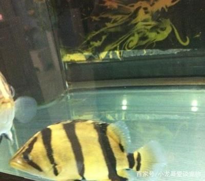 龙鱼虎鱼打架：如何避免龙鱼和虎鱼发生打架行为？ 龙鱼百科 第3张