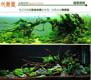 龙鱼缸适合放沉木吗：沉木在鱼缸中的作用