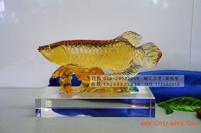 广州哪里有金龙鱼卖呀价格表：广州金龙鱼价格 龙鱼百科 第2张