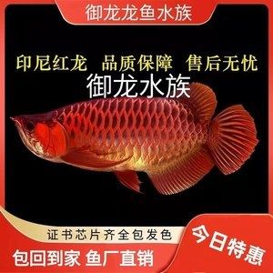 红龙鱼证书的种类：红龙鱼的证书有哪些 龙鱼百科 第3张