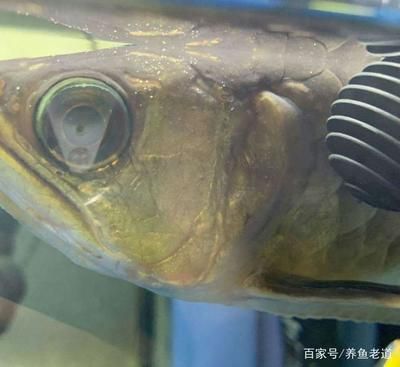 金龙鱼眼睛上有白点：金龙鱼的眼睛上有白点是怎么回事 龙鱼百科 第1张