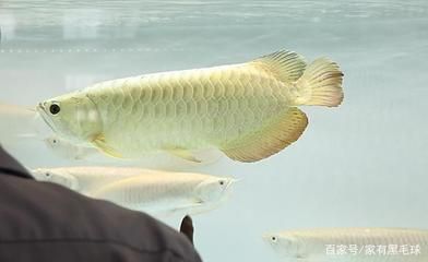 龙鱼横着漂浮在水面上不动：龙鱼横着漂浮在水面上不动可能是因为患病导致的