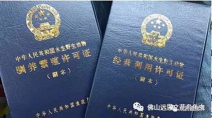 龙鱼潜水灯正确摆放图：龙鱼潜水灯正确摆放的要点