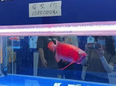 广州龙鱼比赛奖金多少钱一个月：广州龙鱼锦标赛冠军卖价108万?鱼主:没卖 龙鱼百科 第1张