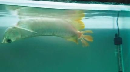 龙鱼为什么老在上面游泳：为什么龙鱼总是在水面游动？ 龙鱼百科 第3张