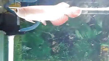 红龙鱼视频高清在线观看免费：免费观看红龙鱼视频