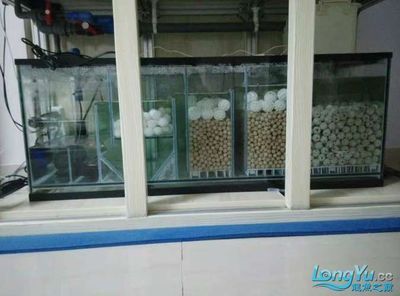 广州哪里是批发龙鱼的地方呀最近新闻：广州花地湾花鸟鱼虫市场已经搬迁 龙鱼百科 第1张