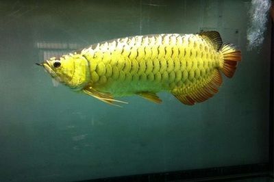 金龙鱼小时候是什么颜色的：金龙鱼小时候的颜色变化,金龙鱼的颜色变化 龙鱼百科 第2张
