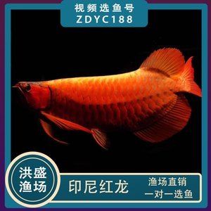 福龙红龙鱼 幼鱼有什么特点吗：如何挑选红龙鱼幼鱼 龙鱼百科 第3张
