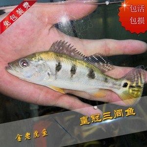 花龙鱼营养价值：花龙鱼的营养价值与作用 龙鱼百科 第3张