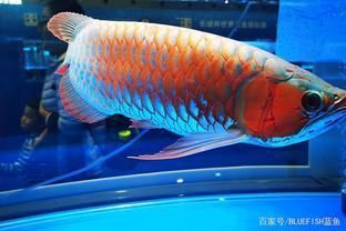 龙鱼需要造浪泵吗：造浪泵在水族养殖中的应用 龙鱼百科 第3张