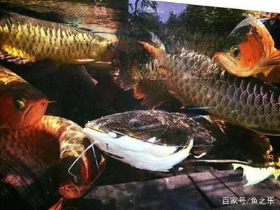 龙鱼需要造浪泵吗：造浪泵在水族养殖中的应用 龙鱼百科 第2张