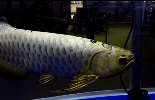 广州龙鱼展会在哪里看：2023广州国际渔业博览会