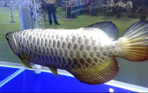 广州龙鱼展会在哪里看：2023广州国际渔业博览会