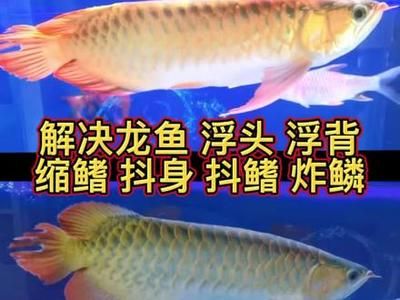 龙鱼浮头怎么回事：引起龙鱼浮头的6个原因及应对措施