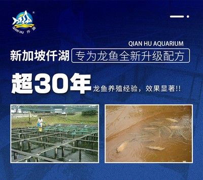 广东龙鱼养殖基地有哪些品种的：广东的龙鱼养殖基地有哪些 龙鱼百科 第1张